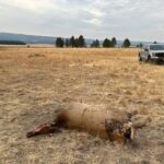 OSP_elk
