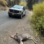 osp_elk2