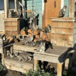 cats_paulina_rescue