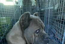 Investigation launched after mother dog survives 40-mile trek before rescue